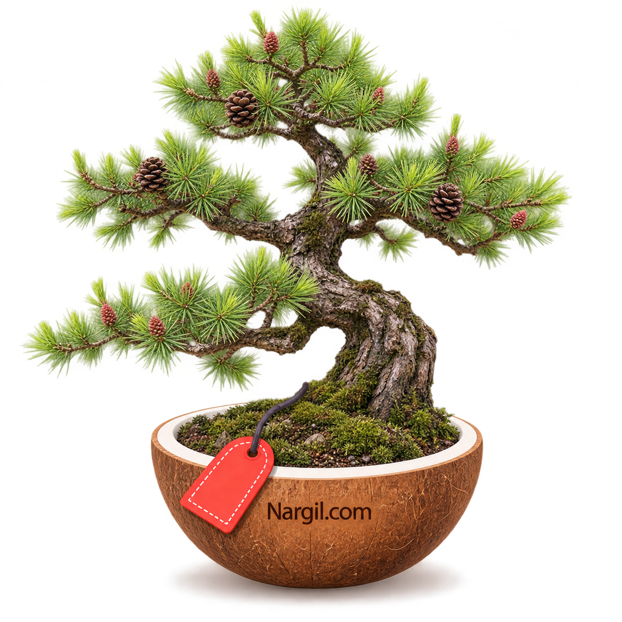 Nargil_Larix Decidua Bonsai